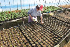 向陽の里の季節の野菜・花苗